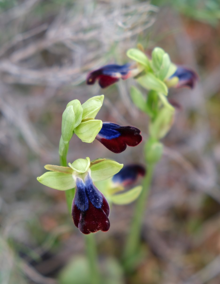 Anno nuovo, orchidee nuove: dalla Grecia con passione.